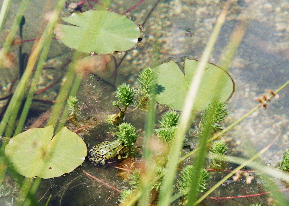 Schwimmteich-4