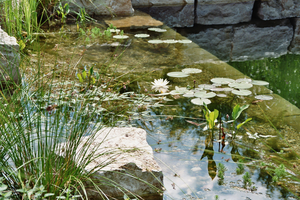 Schwimmteich