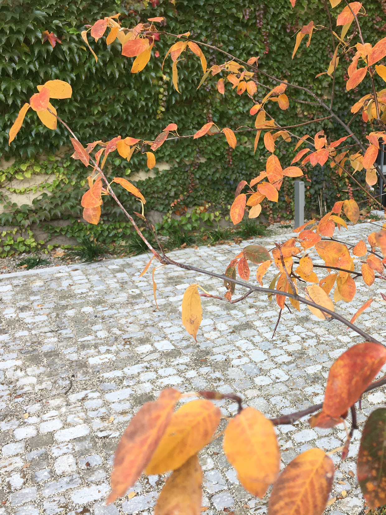 0320_VIN_Kupferfelsenbirne_01_ba
